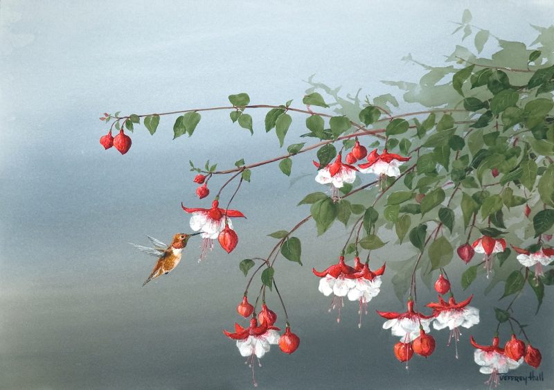 Fuchsia Blossoms